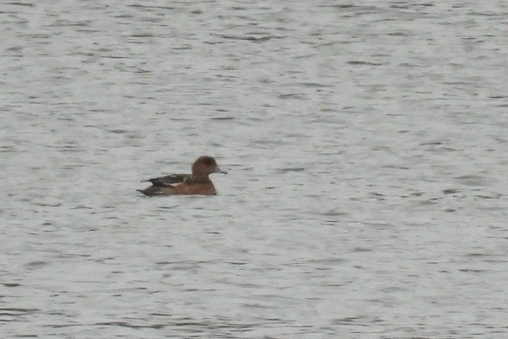 Eurasian Wigeon - ML644846561