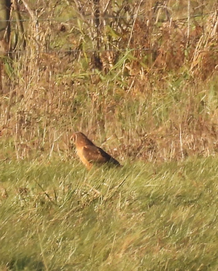 Northern Harrier - ML644846567