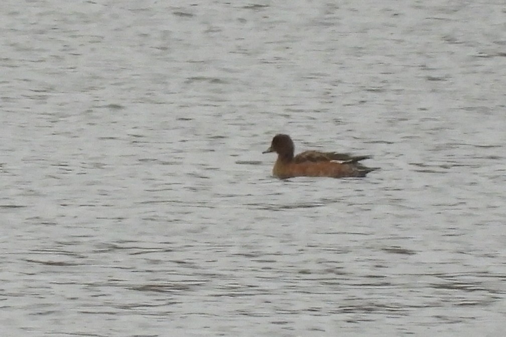 Eurasian Wigeon - ML644846573