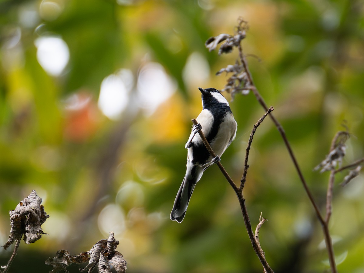 Asian Tit - ML644846579