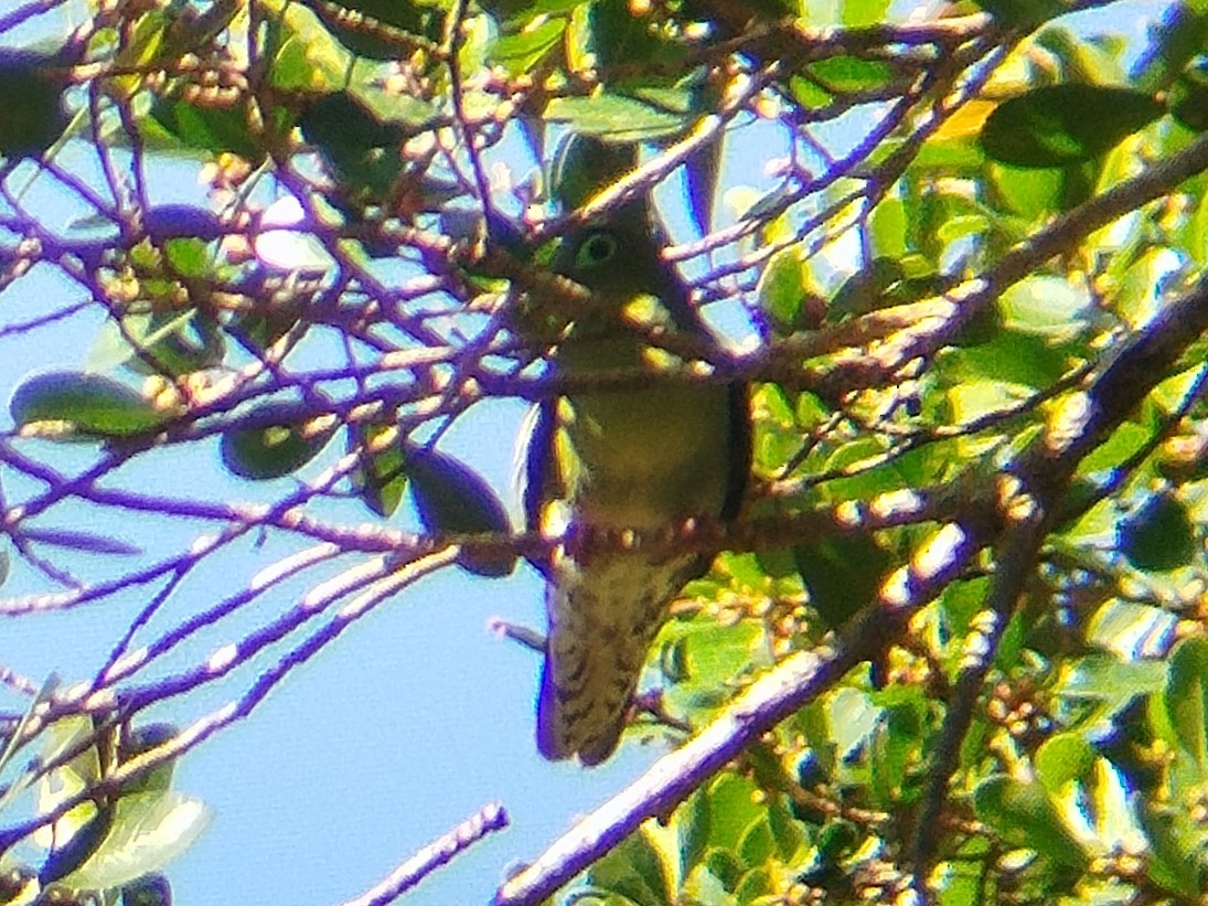 Thick-billed Green-Pigeon - ML644846589