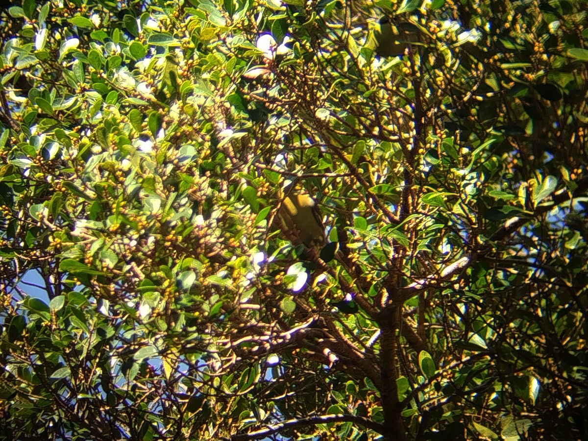 Thick-billed Green-Pigeon - ML644846590