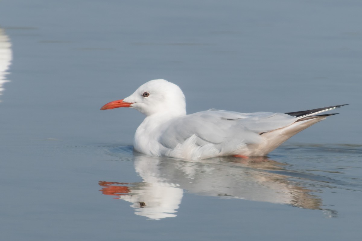 Slender-billed Gull - ML644846595