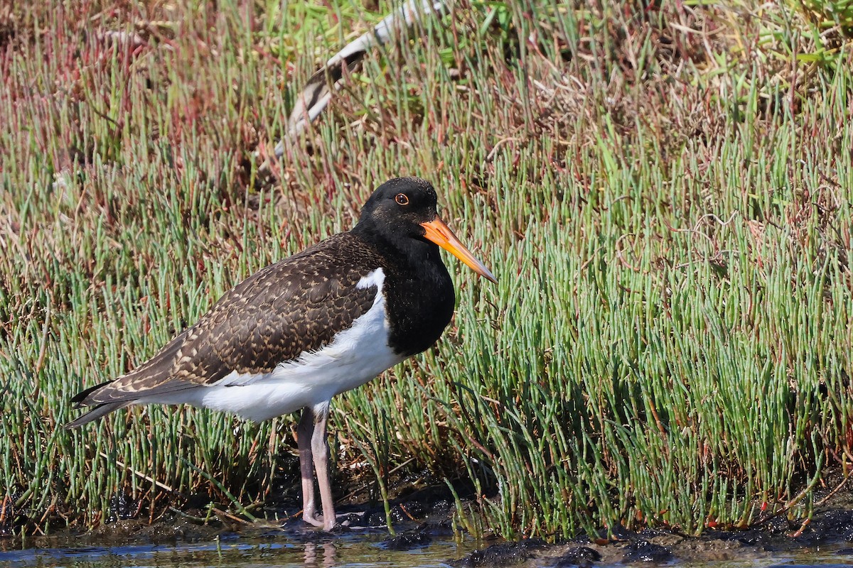 Pied Oystercatcher - ML644846611
