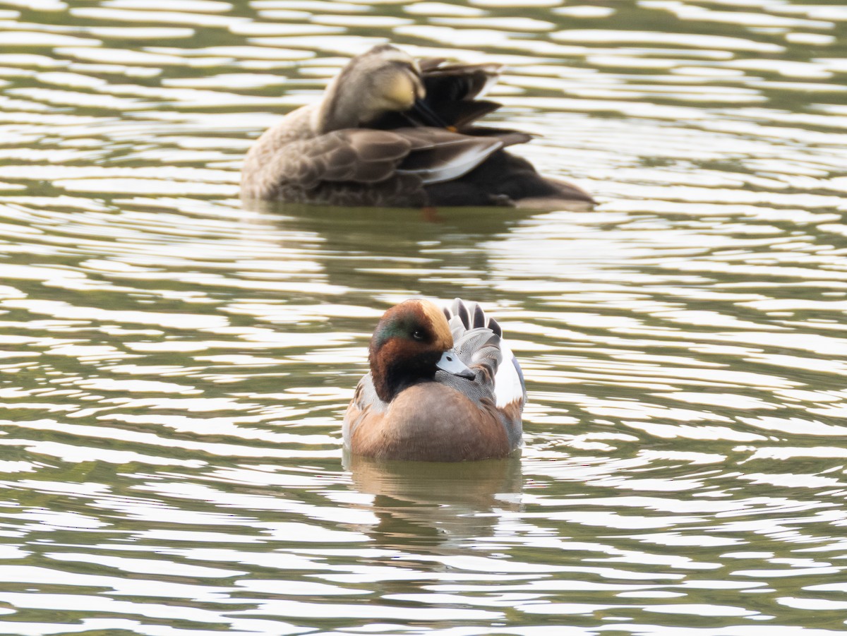 Eurasian Wigeon - ML644846645