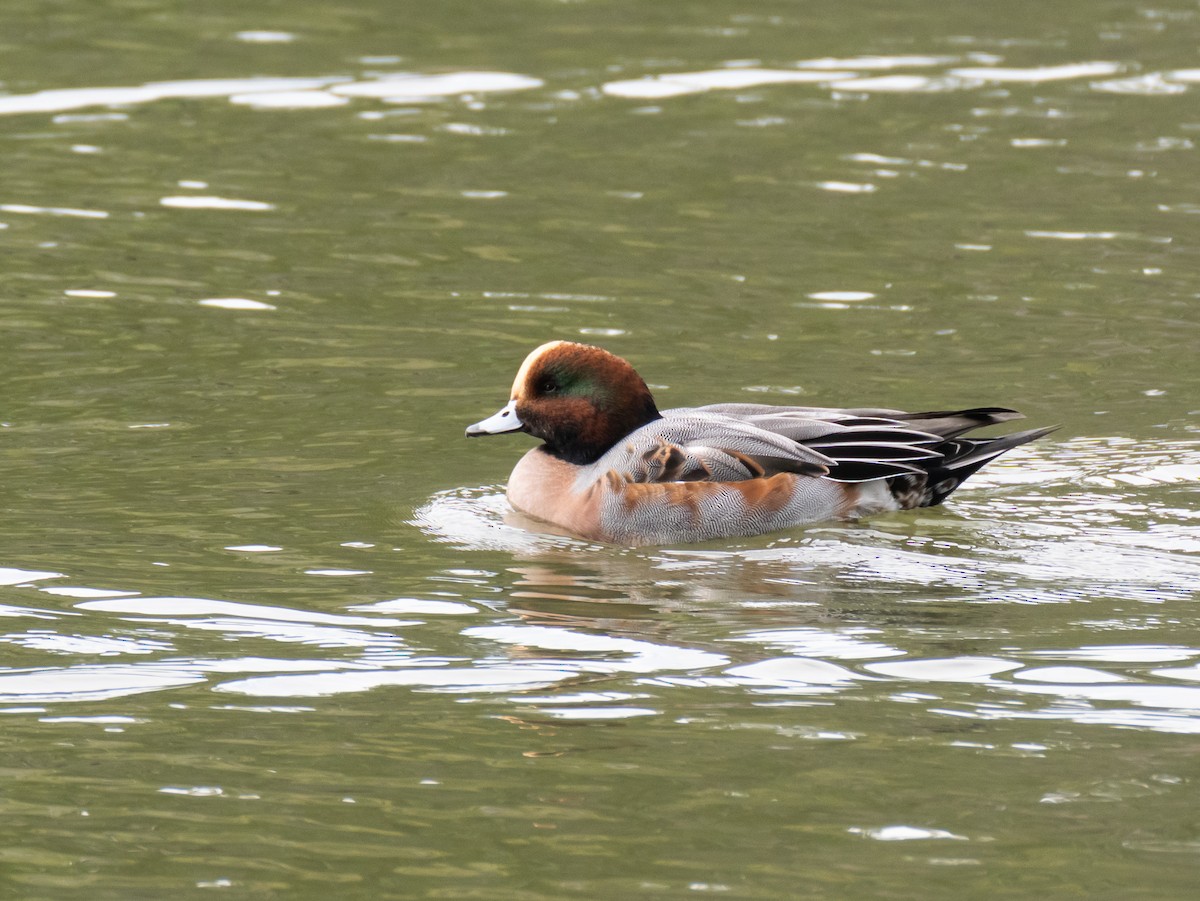 Eurasian Wigeon - ML644846646