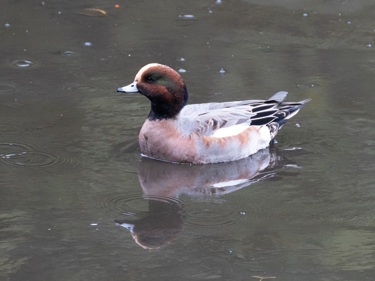 Eurasian Wigeon - ML644846647