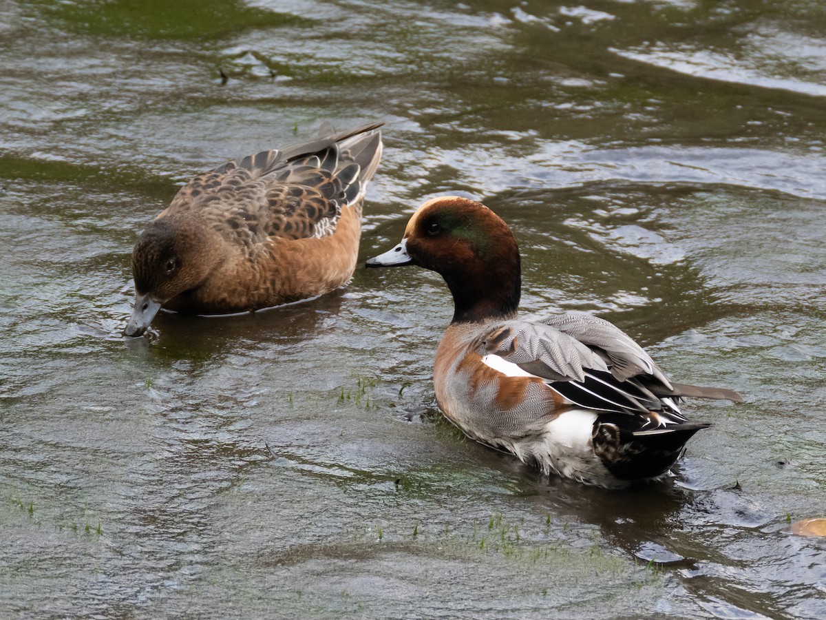 Eurasian Wigeon - ML644846648