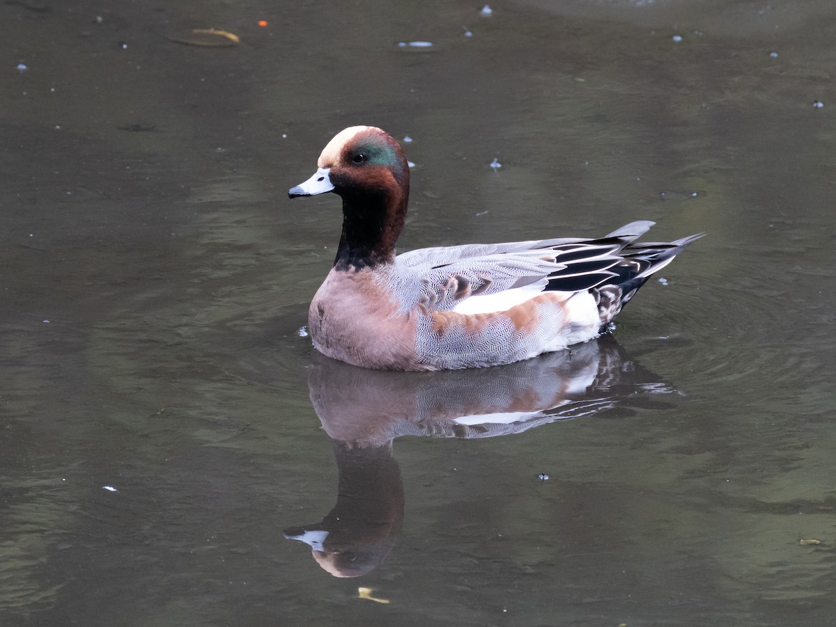 Eurasian Wigeon - ML644846649