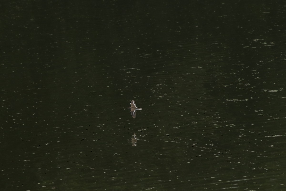 Common Sandpiper - ML644846654