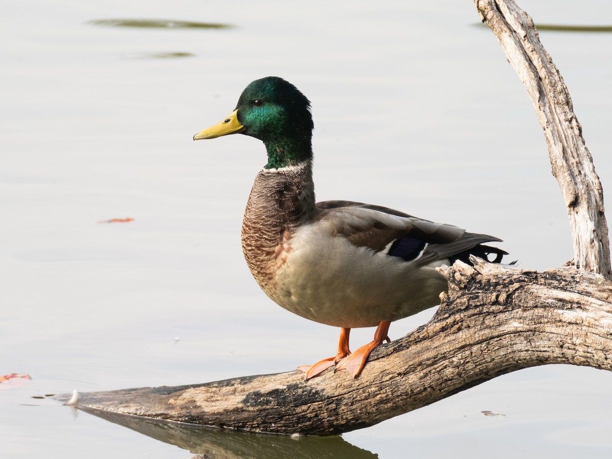 Mallard - ML644846660