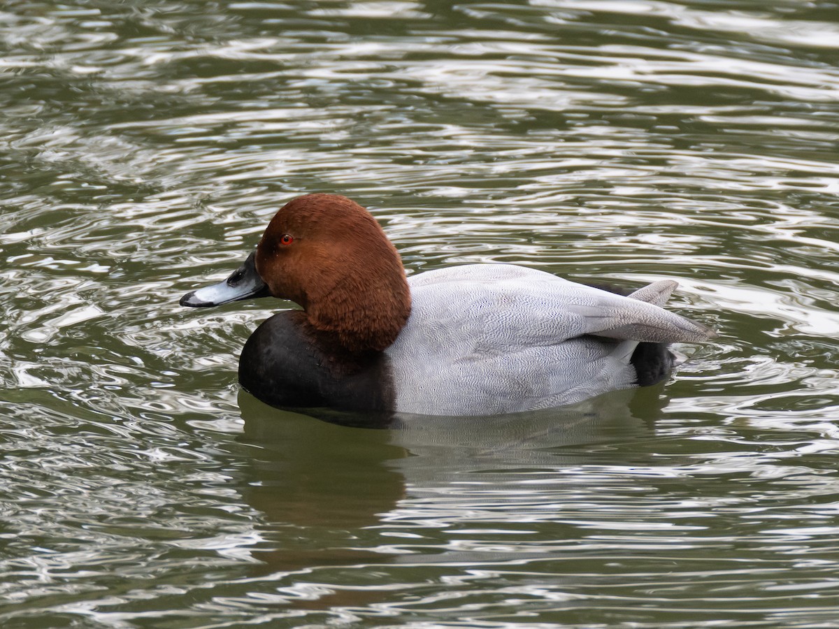 Common Pochard - ML644846661