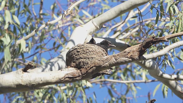 White-winged Chough - ML644846664
