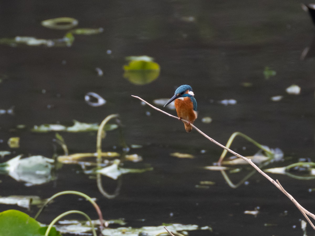 Common Kingfisher - ML644846665