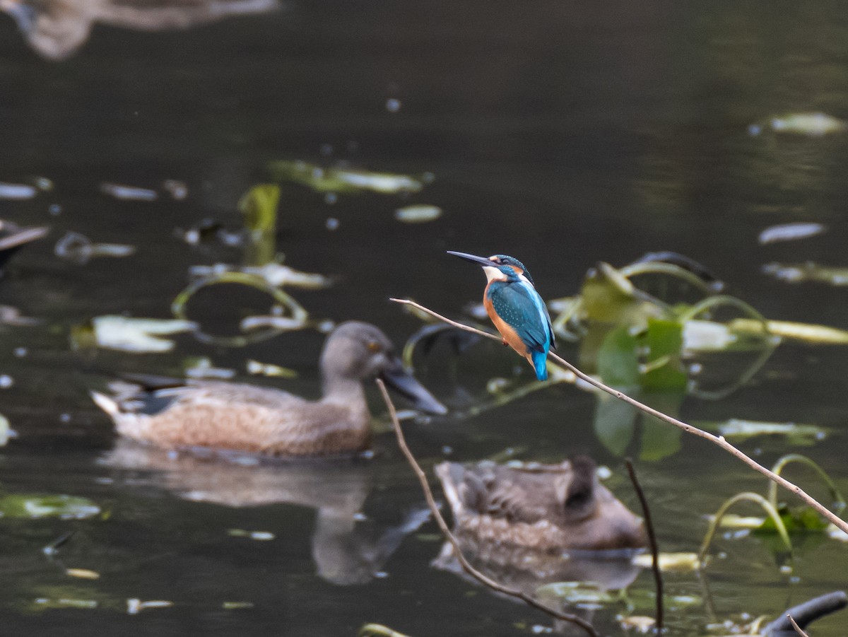 Common Kingfisher - ML644846666