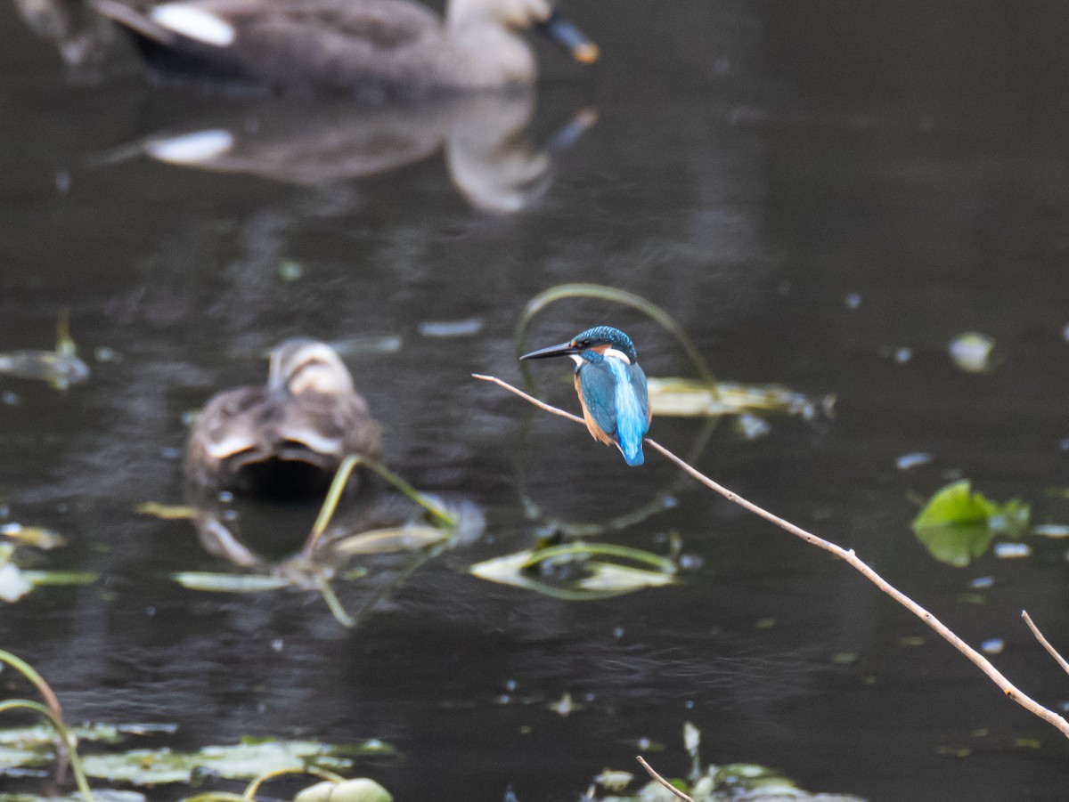 Common Kingfisher - ML644846667