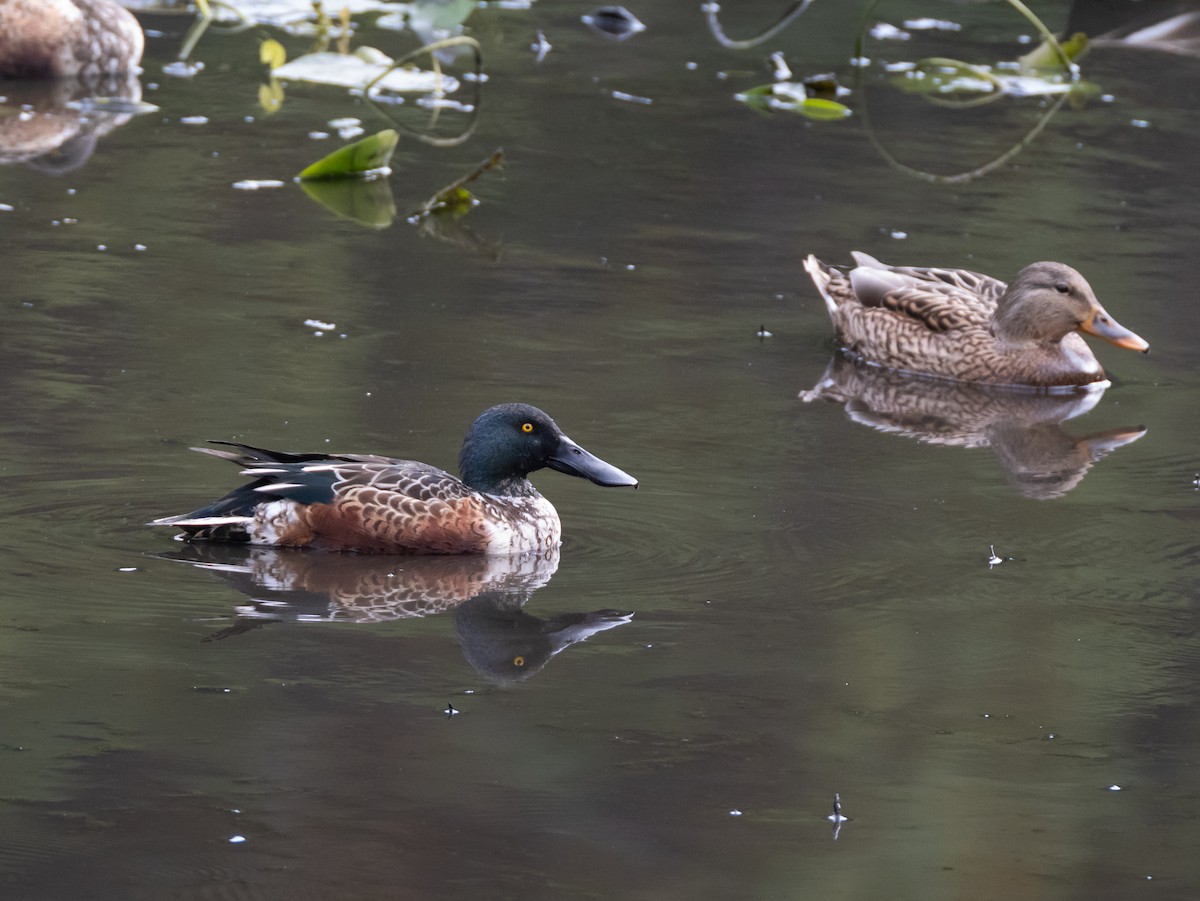 Northern Shoveler - ML644846668