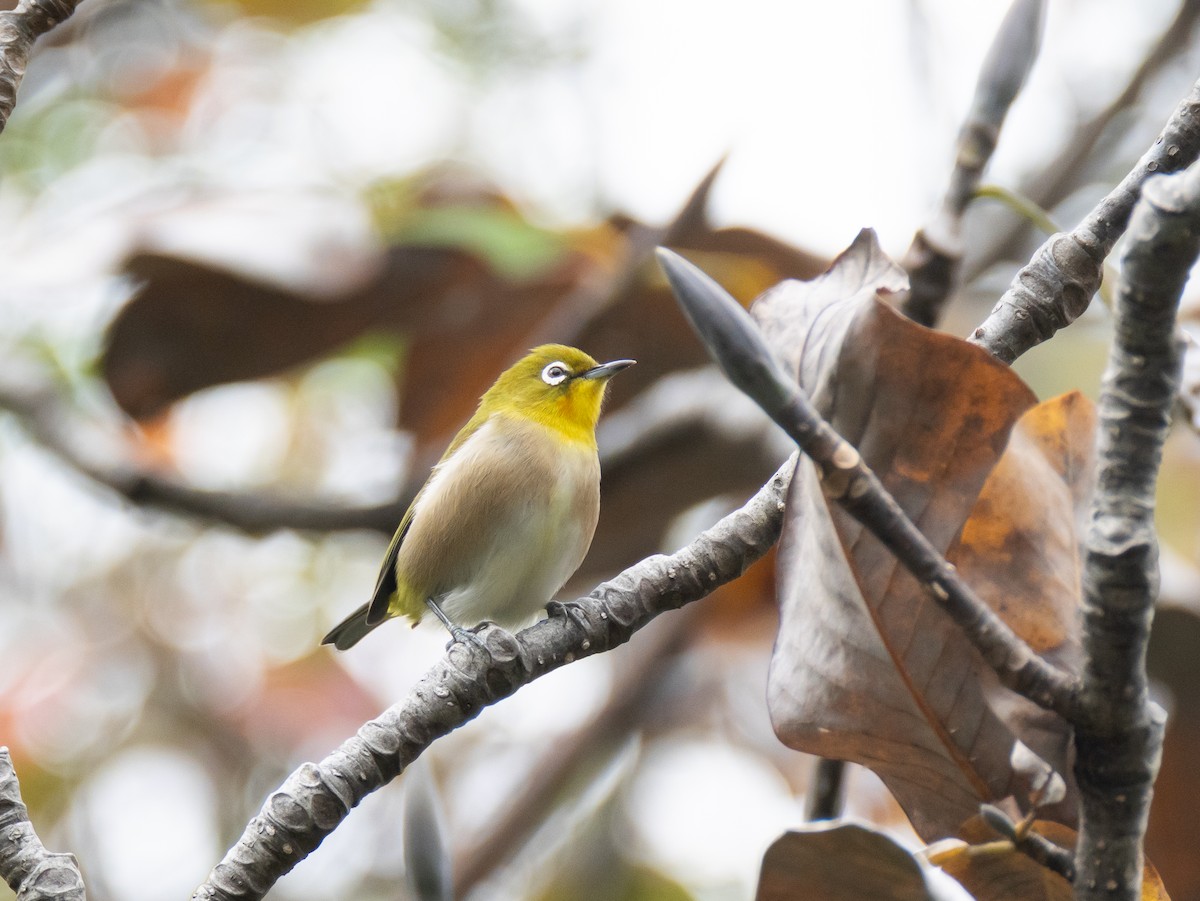 Warbling White-eye - ML644846669