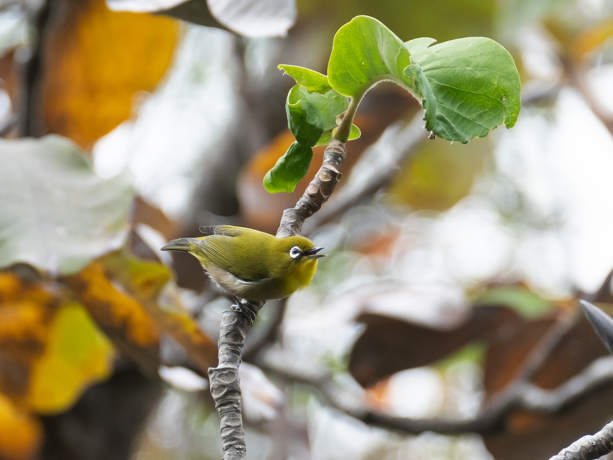 Warbling White-eye - ML644846670