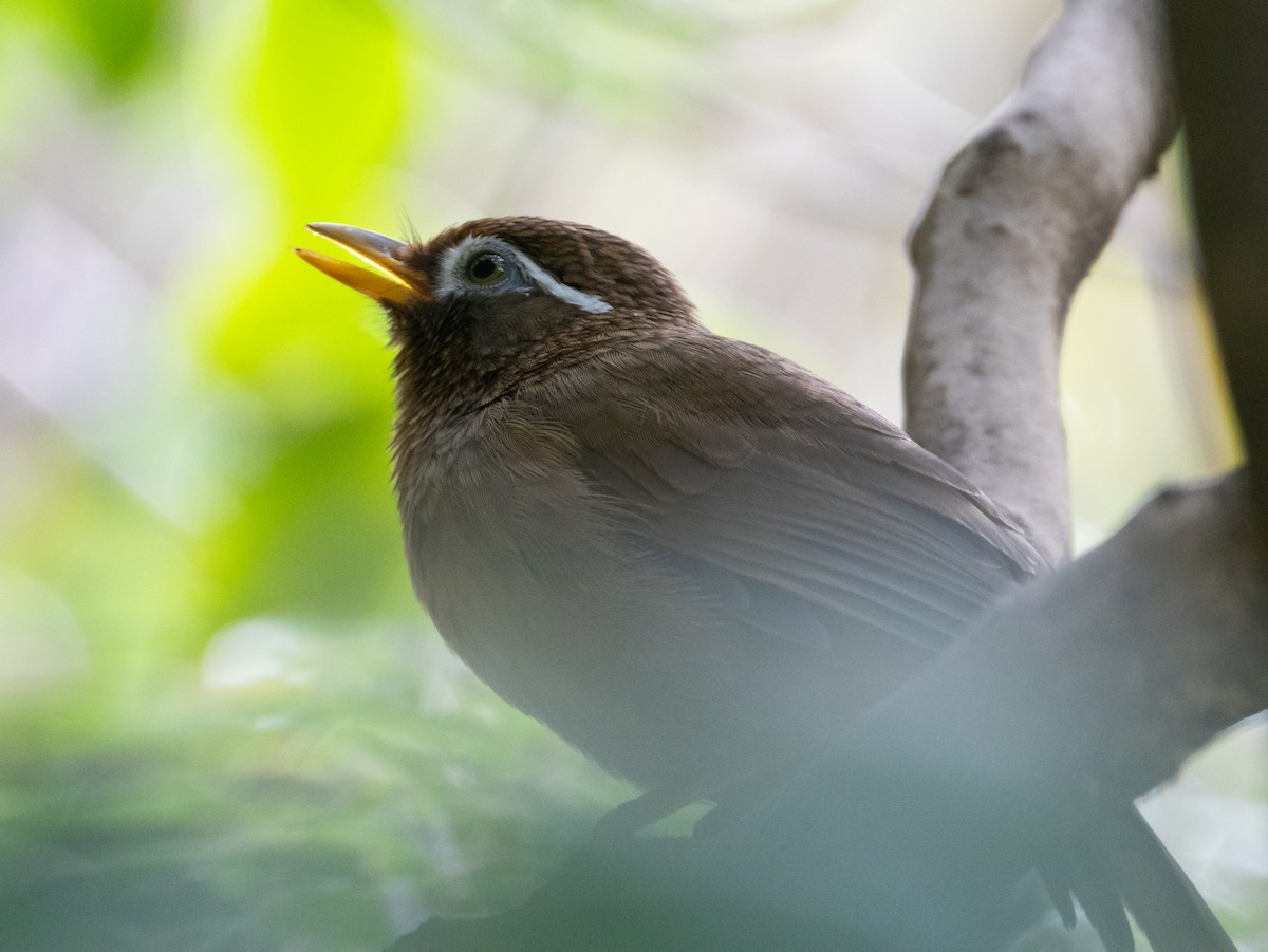 Chinese Hwamei - ML644846671