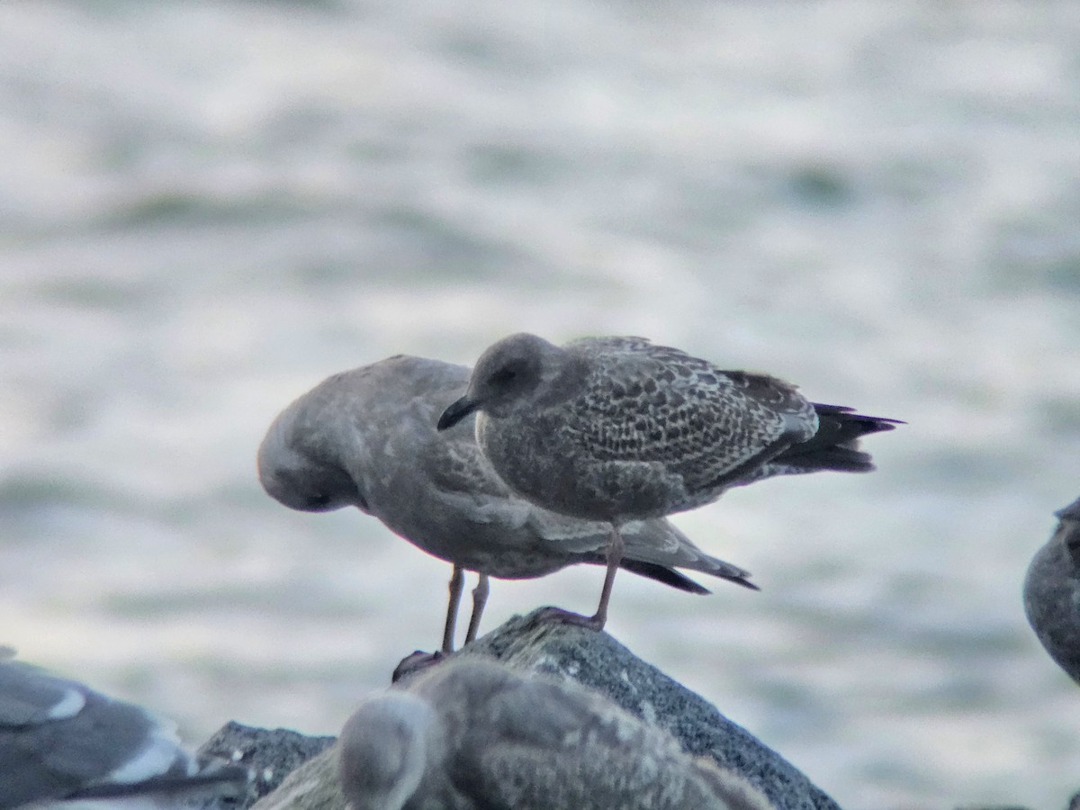 Western/Glaucous-winged Gull - ML644846674