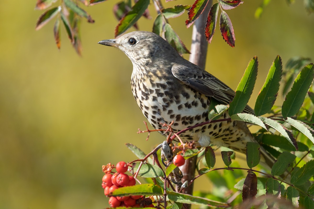 drozd brávník - ML644846675