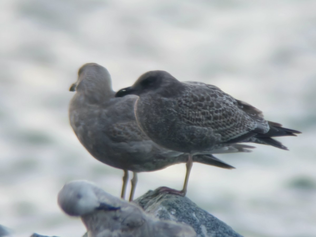 Western/Glaucous-winged Gull - ML644846676