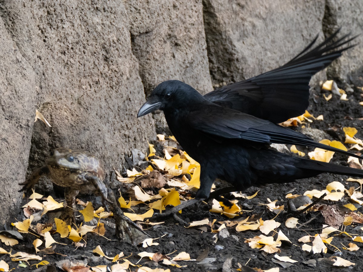 Carrion Crow - ML644846677
