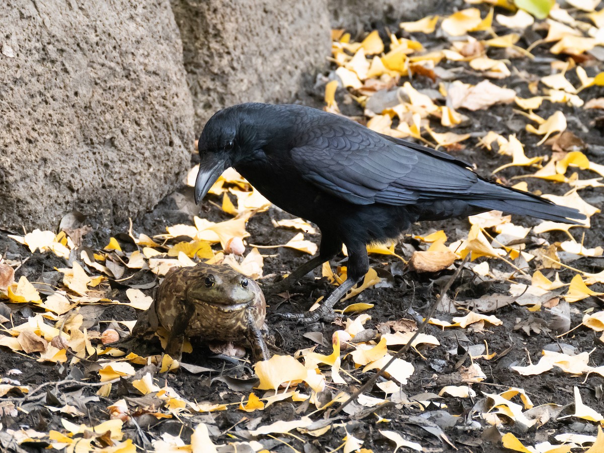 Carrion Crow - ML644846678