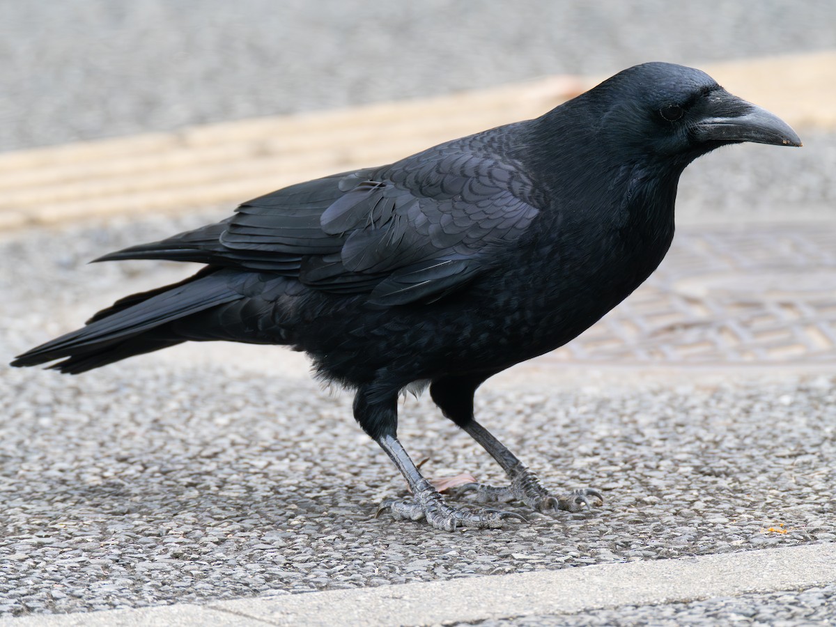 Carrion Crow - ML644846679