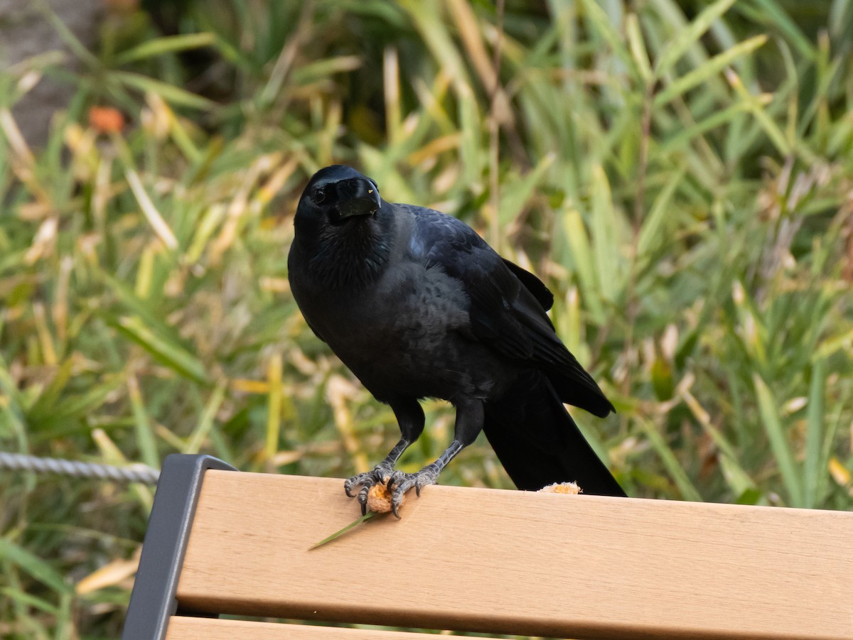 Large-billed Crow - ML644846683