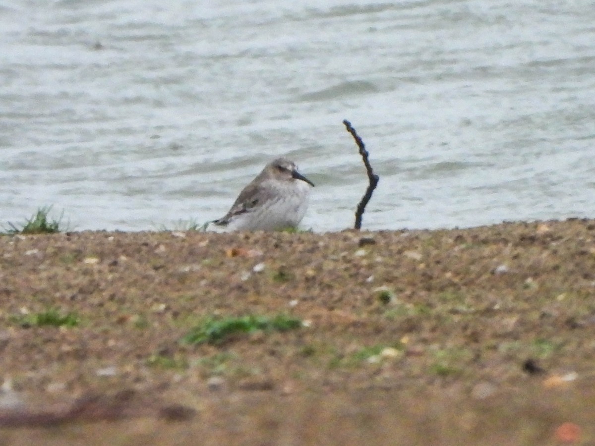 Dunlin - ML644846687