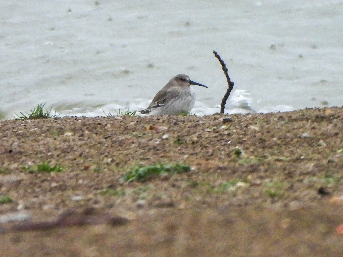 Dunlin - ML644846688