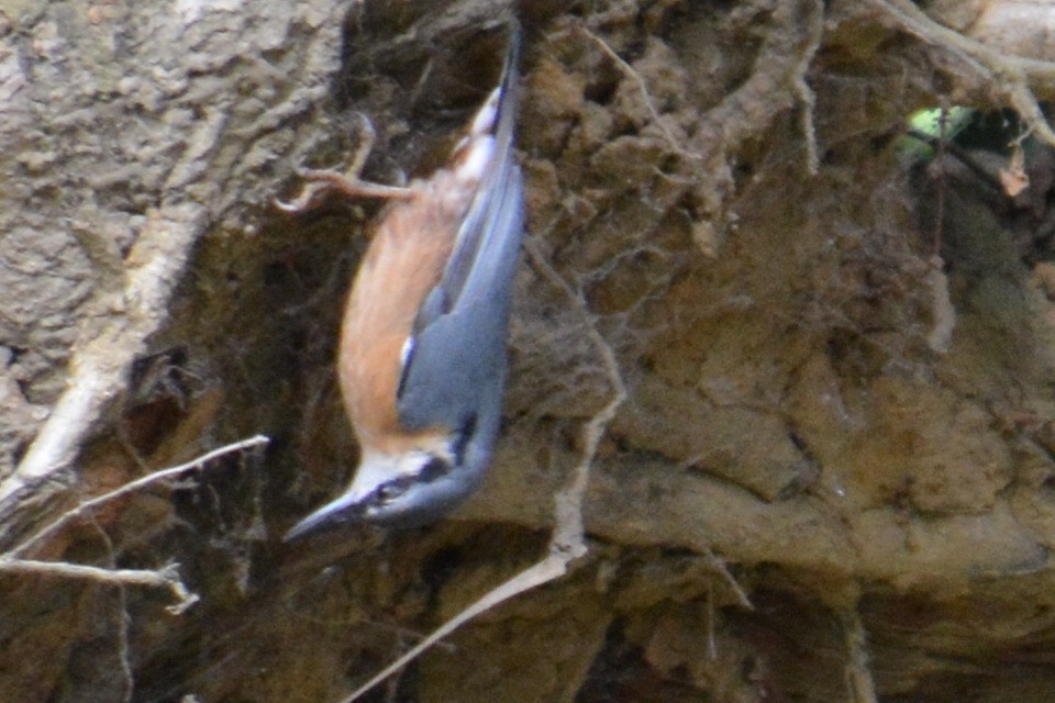 Garrapo eurasiarra - ML644846694