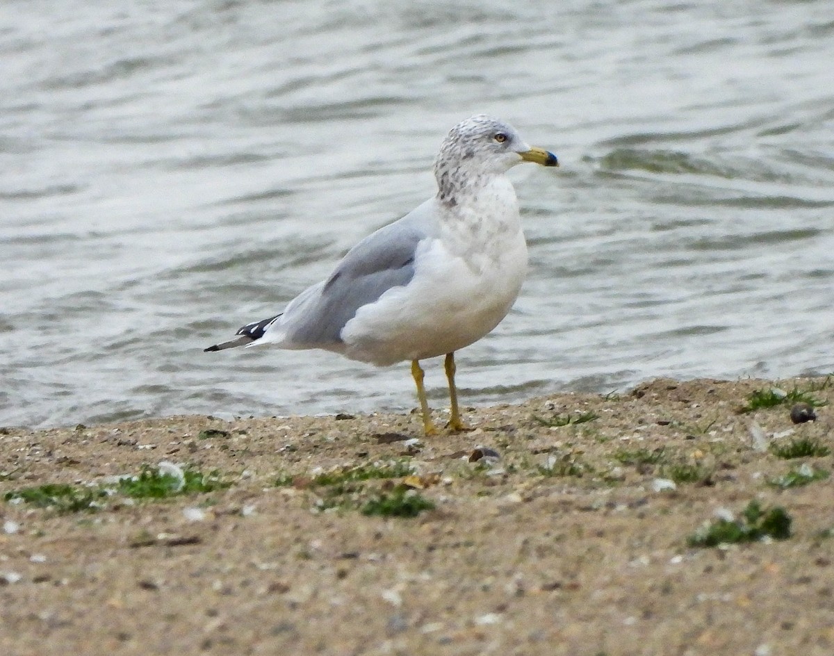 Ring-billed Gull - ML644846695