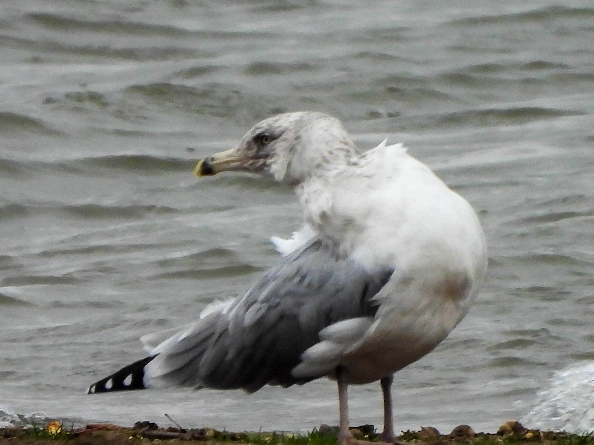 American Herring Gull - ML644846697