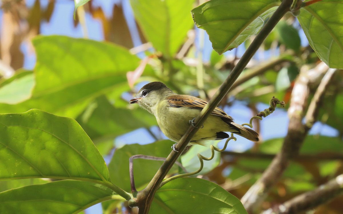 White-winged Becard - ML644846700
