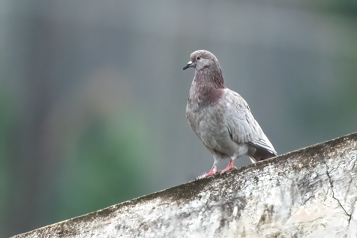 Rock Pigeon (Feral Pigeon) - ML644846702