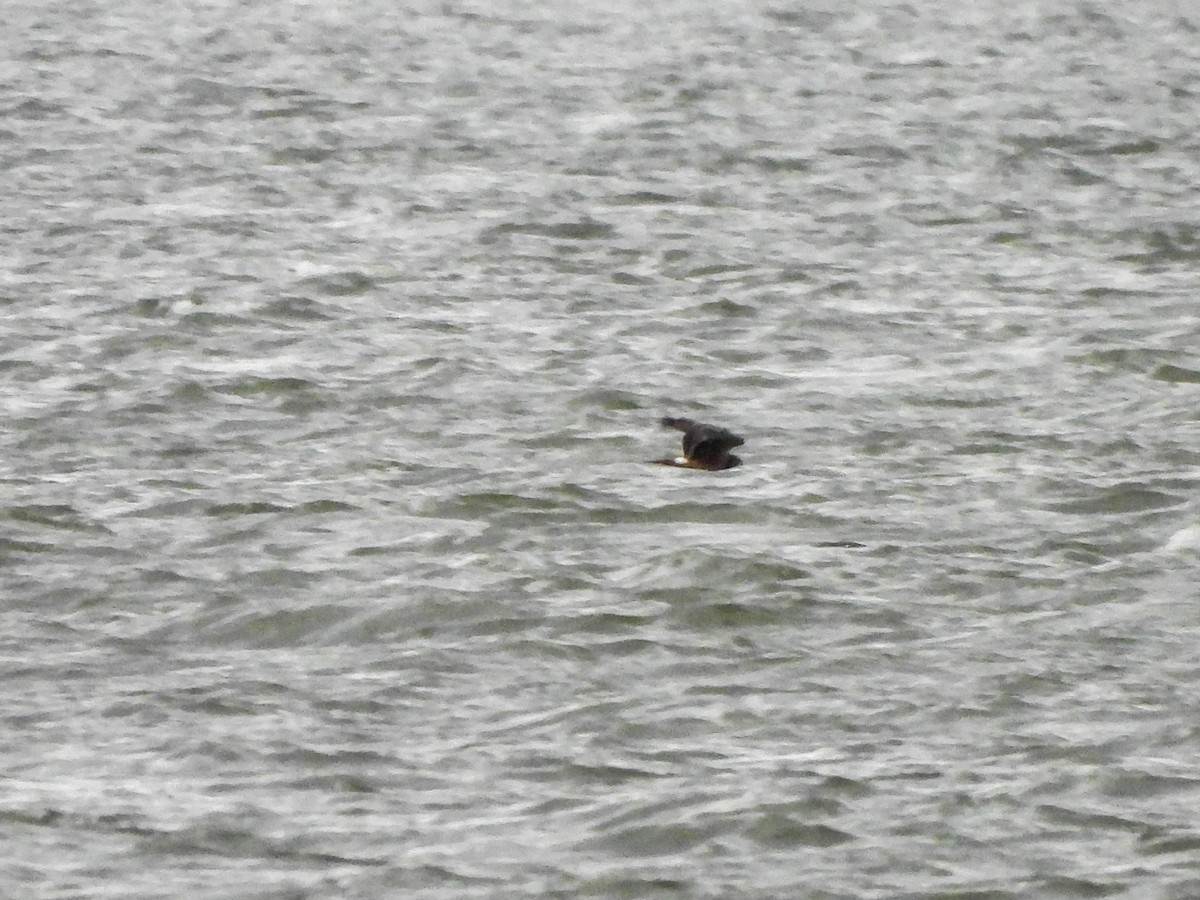 Northern Harrier - ML644846703