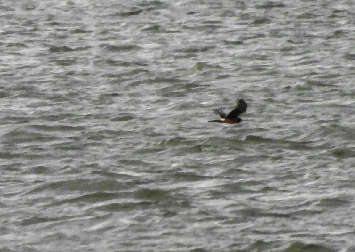 Northern Harrier - ML644846704