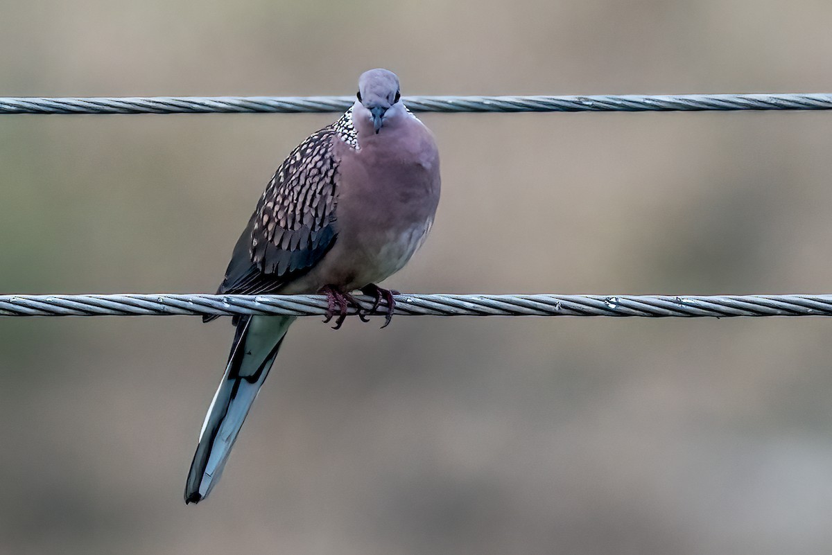 Spotted Dove - ML644846706