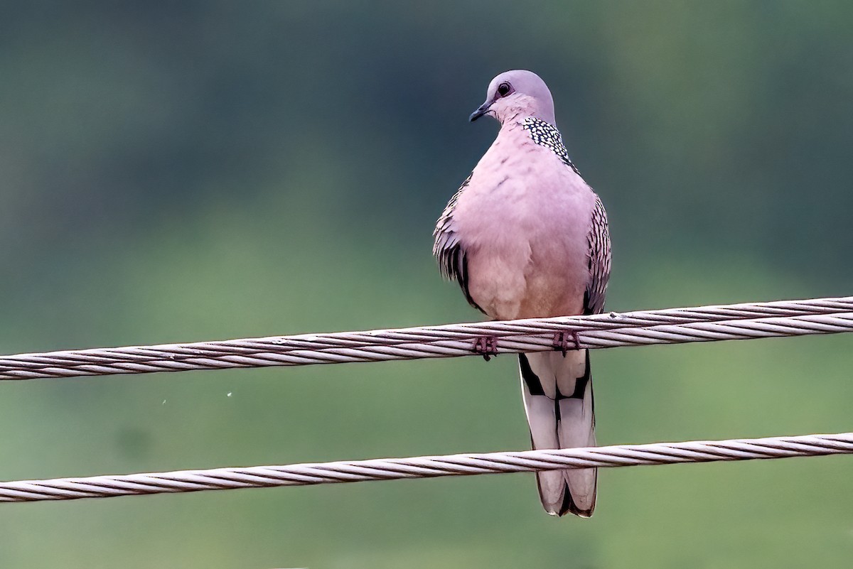 Spotted Dove - ML644846707