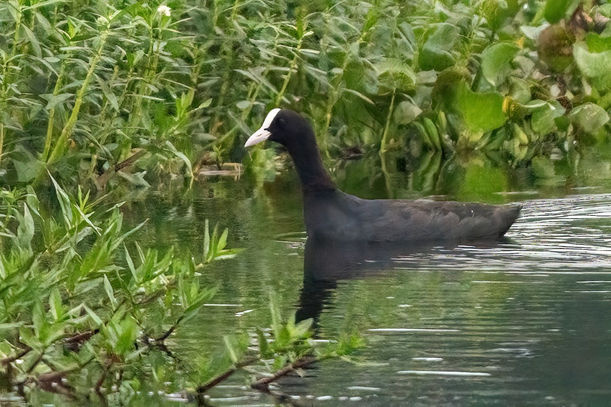 Eurasian Coot - ML644846708