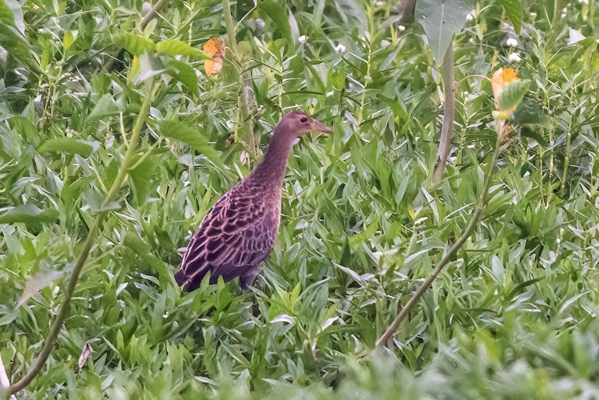 Watercock - ML644846710