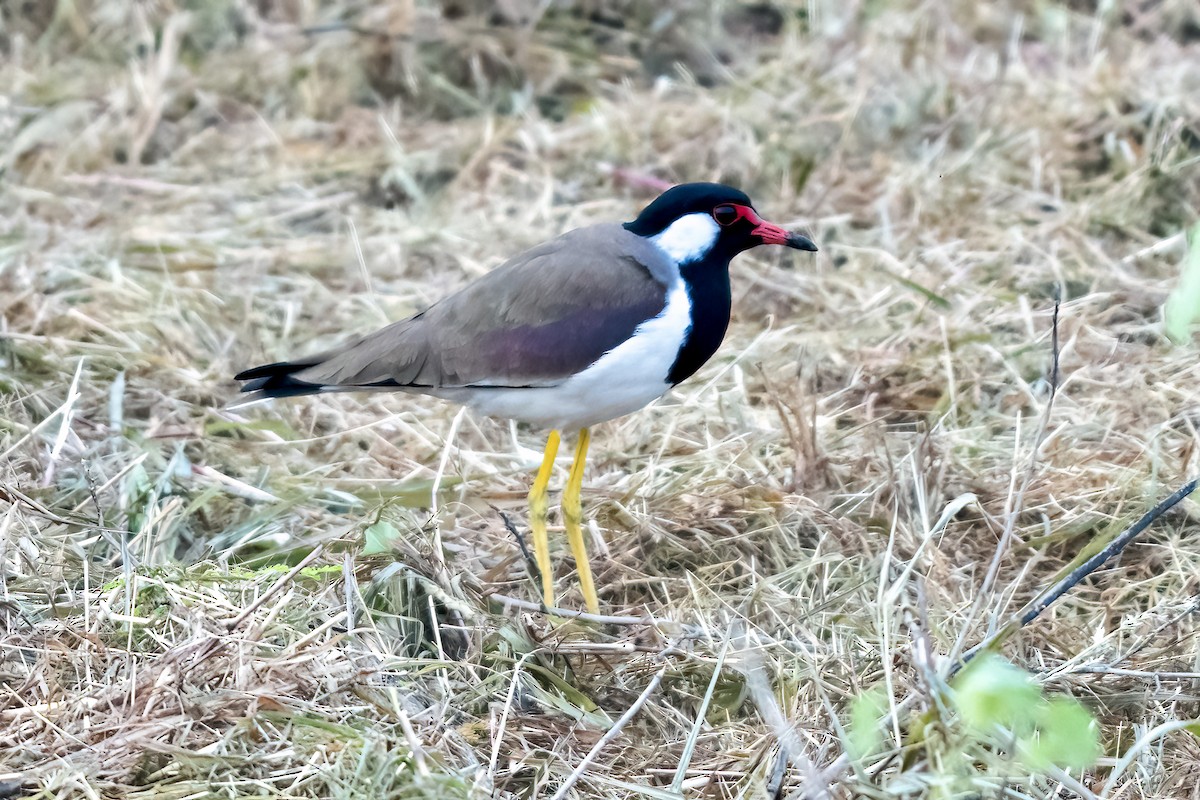 Red-wattled Lapwing - ML644846711