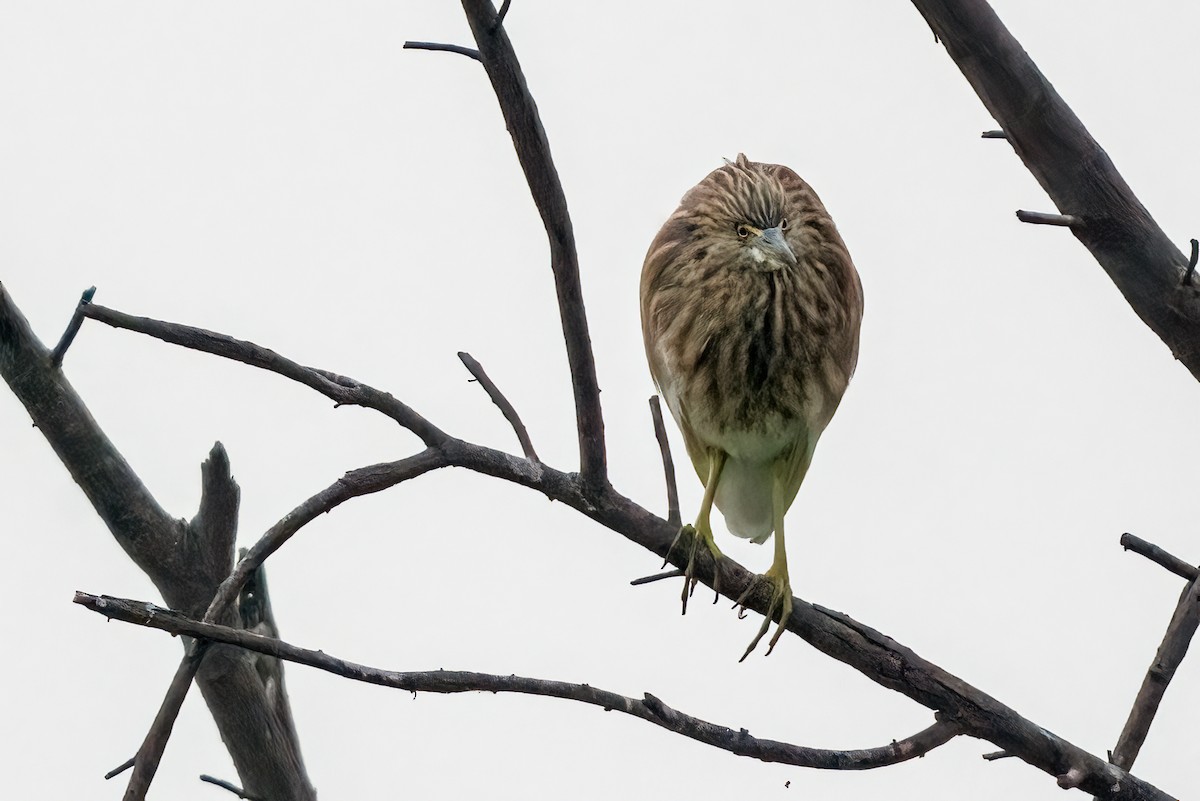 Индийская прудовая цапля - ML644846714