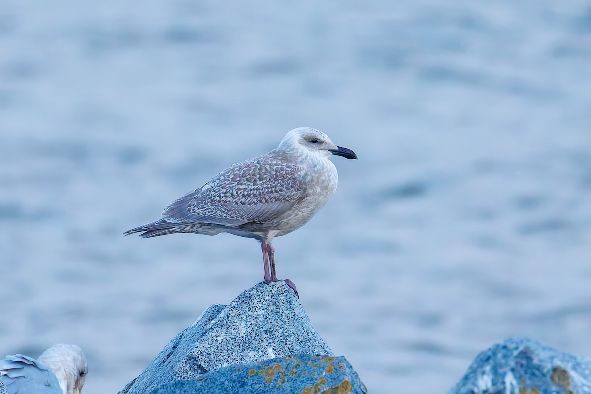 Glaucous-winged Gull - ML644846746