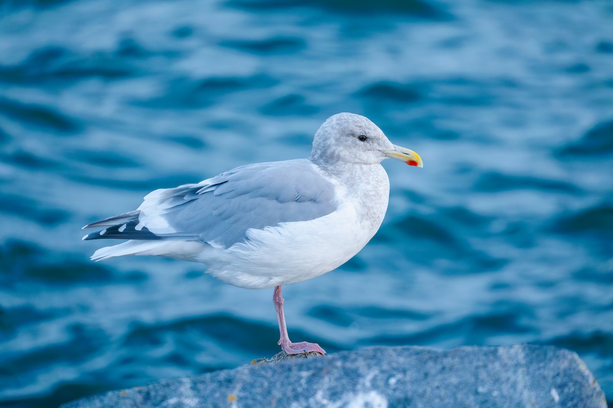 Western x Glaucous-winged Gull (hybrid) - ML644846747