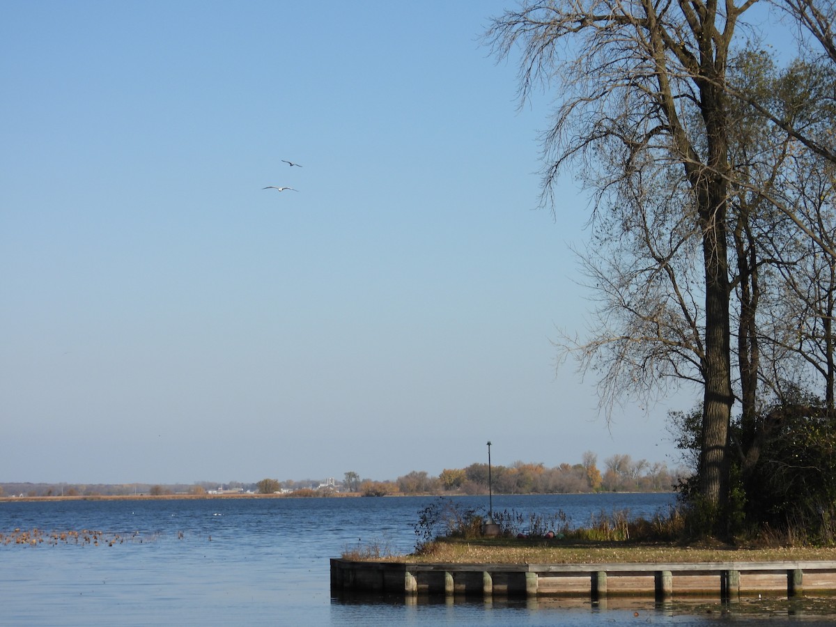 Ring-billed Gull - ML644846748