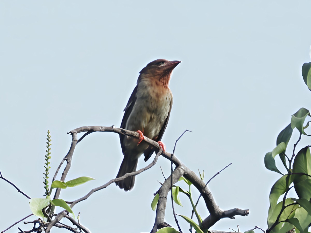Brown Barbet - ML644846752